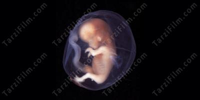 embriyo filmleri