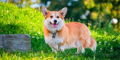 Corgi filmleri