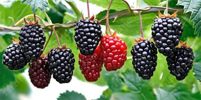 böğürtlen filmleri