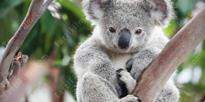 koala filmleri