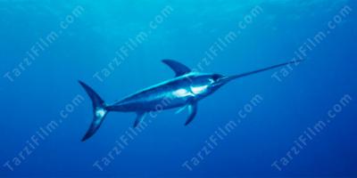 kılıçbalığı filmleri