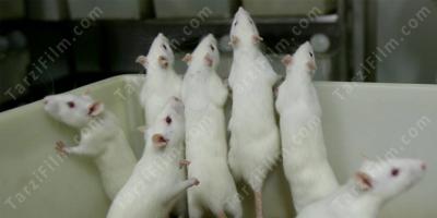 laboratuvar faresi filmleri