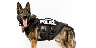 polis köpeği filmleri