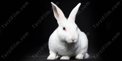 Beyaz Tavşan filmleri