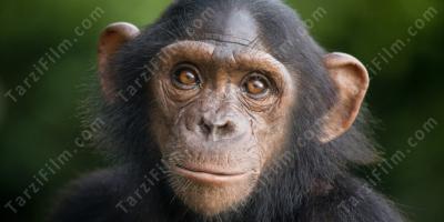 şempanze filmleri
