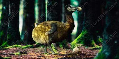 dodo filmleri
