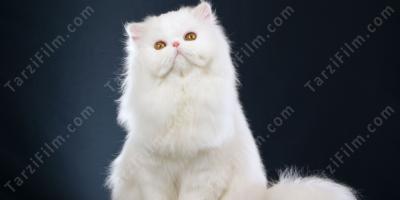 Beyaz kedi filmleri