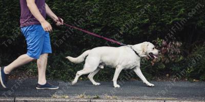 köpek gezdirmek filmleri