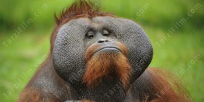 orangutan filmleri
