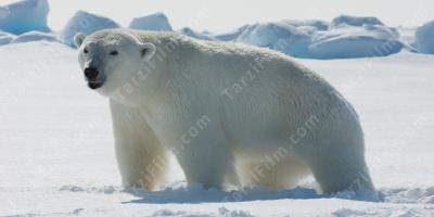 kutup ayısı filmleri