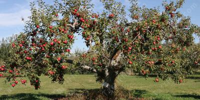 elma ağacı filmleri
