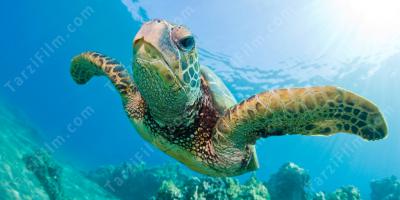 Deniz kaplumbağası filmleri