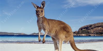 kanguru filmleri