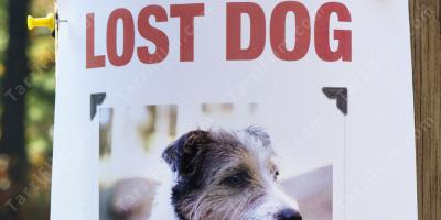 kayıp köpek filmleri