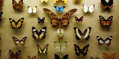 kelebek koleksiyonu filmleri