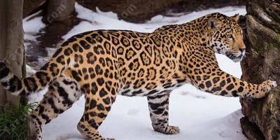 jaguar filmleri