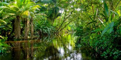Amazon yağmur ormanları filmleri