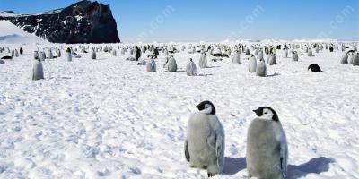 antarktika filmleri