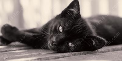 Kara kedi filmleri