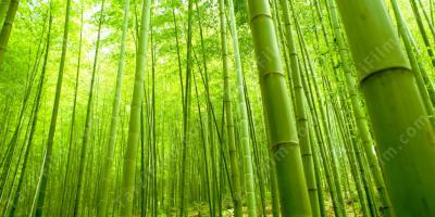bambu filmleri