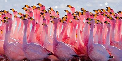 flamingo filmleri