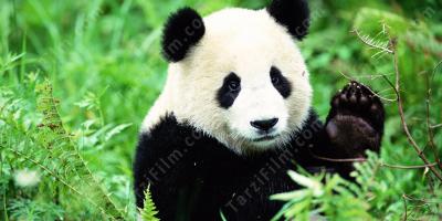 panda filmleri